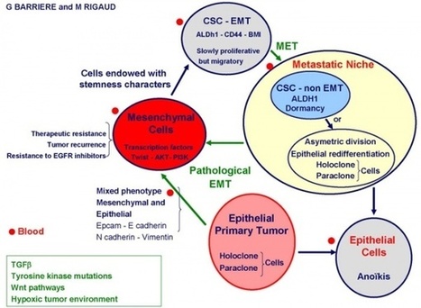 Mesenchymal and stemness circulating tumor cells in early breast ... | from Flow Cytometry to Cytomics | Scoop.it