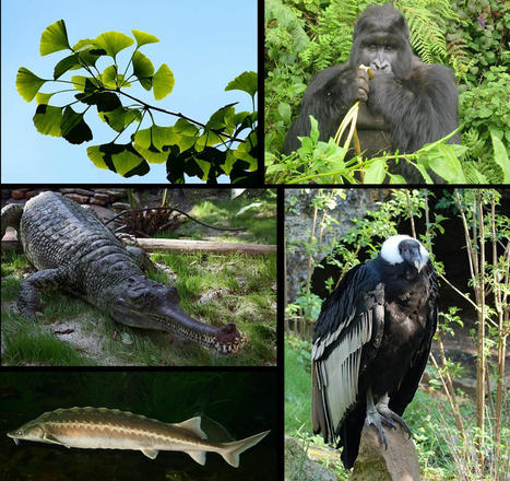 L'extinction d'espèces chamboulera le rôle des autres espèces | Histoires Naturelles | Scoop.it