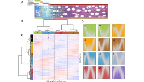 AspWood: High-spatial-resolution transcriptome profiles reveal uncharacterized modularity of wood formation in Populus tremula | The Plant Cell | Scoop.it