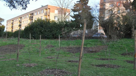 Sabl&eacute;-sur-Sarthe. &Agrave; l&rsquo;avenir, il y aura un verger dans chaque quartier | L'actualit&eacute; des quartiers politique de la ville de Bretagne et Pays de la Loire | Scoop.it