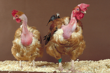 Voici le poulet du futur, anti coups de chaud&nbsp;! | Pour innover en agriculture | Scoop.it