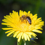 Pesticides tueurs d’abeilles - Une interdiction enfin définitive ! | EntomoNews | Scoop.it