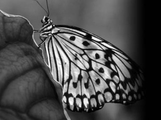 Comportement animal : Programme du Symposium IEC 2013 [en anglais] | Insect Archive | Scoop.it