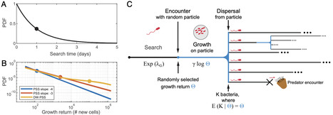 Stochastic resilience enables particle foraging in oligotrophic marine environments | pnas | RMH | Scoop.it
