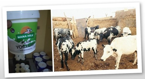 Danone : Au Ghana, Fan Milk passe au vert | Lait de Normandie... et d'ailleurs | Scoop.it