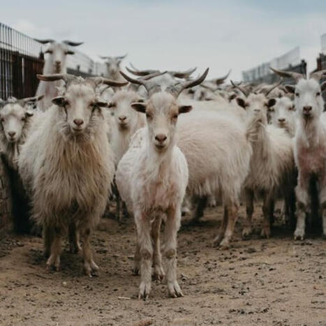 Cachemire: quelles pistes pour r&eacute;duire l&rsquo;empreinte environnementale de la fili&egrave;re ? - FashionNetwork France | ENSAIT DOC | Scoop.it