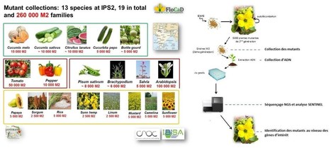 FOCUS PLATEFORME : EPITRANS : l’atelier haute-couture de l’amélioration génétique des plantes cultivées au service des modèles variétaux de demain | Life Sciences Université Paris-Saclay | Scoop.it
