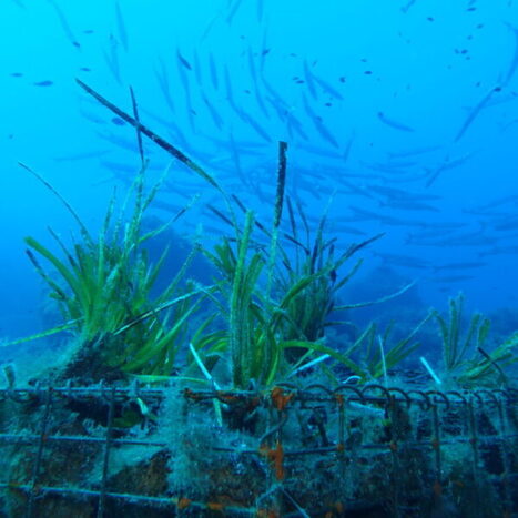 ITALY : The restoration of the underwater habitat brings back biodiversity to Pantelleria. | CIHEAM Press Review | Scoop.it