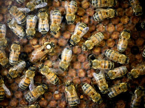 Abeilles et pesticides: la science face au retour possible des néonicotinoïdes | Biodiversité - @ZEHUB on Twitter | Scoop.it