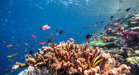 J'ai consacr&eacute; 15 ans &agrave; sauver les coraux, voici pourquoi j'ai fini par remettre tout en question | Biodiversit&eacute; - @ZEHUB on Twitter | Scoop.it