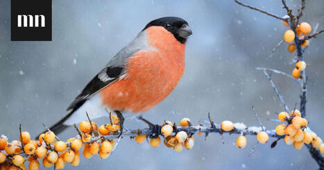Me Naisten testi: Tunnistatko Suomessa talvehtivat linnut? | 1Uutiset - Lukemisen t&auml;hden | Scoop.it