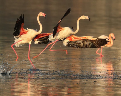Wetlands - Biguglia : les passionnés sur  la piste des oiseaux aquatiques | Biodiversité | Scoop.it