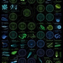 A visual compendium of bioluminescent creatures | Culture scientifique et technique | Scoop.it