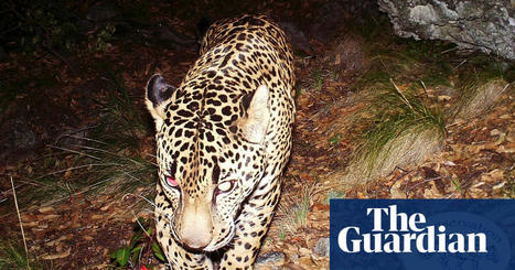 Trump’s border wall construction threatens survival of jaguars in the US | The Guardian | The Cult of Belial | Scoop.it