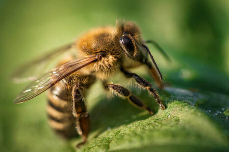 Transmission de pathogènes entre pollinisateurs | Alimentation Santé Environnement | Scoop.it