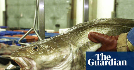 Brexit has done nothing to stem sharp decline of UK fish populations, shows study | Fishing | The Guardian | Microeconomics: IB Economics | Scoop.it