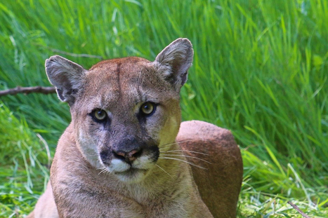 Mountain lion dead at hands of Simi Valley man, D.A. says | Coastal Restoration | Scoop.it