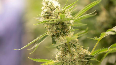 Gesundheit: Strenge Regeln f&uuml;r Cannabis-Clubs geplant | STERN.de | Kompass-Aktuell | Scoop.it
