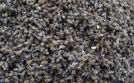 De la disparition des abeilles | Promotion du miel et de l'apiculture | Scoop.it