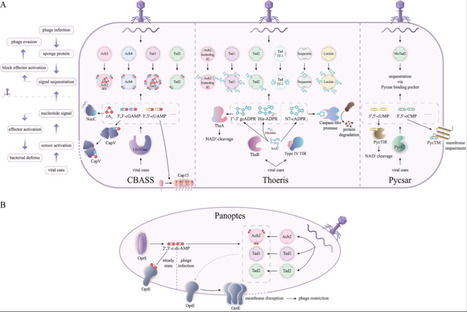 From CBASS and Thoeris to Panoptes: Phage sponges and the inversion of bacterial immunity | PLOS | RMH | Scoop.it