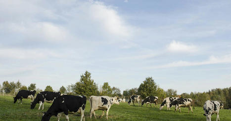 Chez les producteurs de lait bio : «La crise, on y va si rien n’est fait» | Economie de l'Elevage | Scoop.it