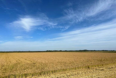 Riz en Camargue : la filière continue de se développer | Actus Frais d'Ici - Coopératives Teract | Scoop.it