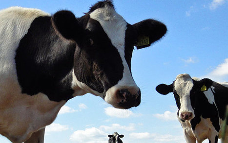 Suède : Des producteurs laitiers écrasés par les sanctions | Lait de Normandie... et d'ailleurs | Scoop.it