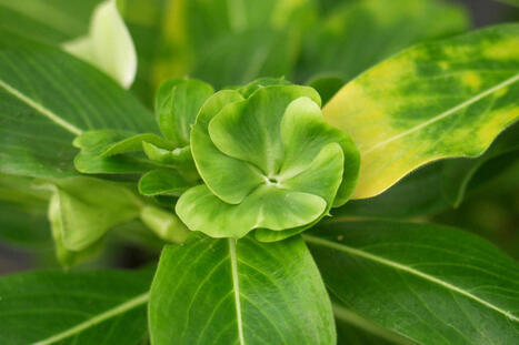 Comment des bact&eacute;ries m&eacute;tamorphosent des fleurs en feuilles | SCIENCES DU VEGETAL | Scoop.it