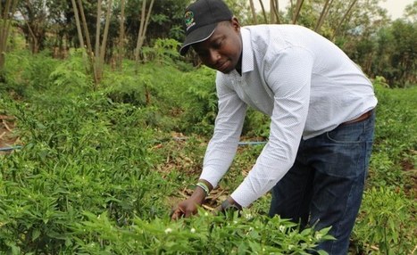 Agriculture: Repositioning agriculture for Africa's youth | FRUITS ET LÉGUMES | Scoop.it