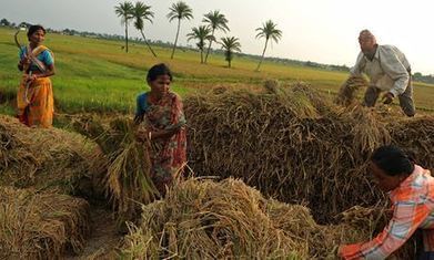 Miracle grow: Indian rice farmer uses controversial method for record crop | Questions de développement ... | Scoop.it