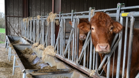 Dermatose bovine : plus aucun cas en France, la quasi-totalit&eacute; des zones r&eacute;glement&eacute;es lev&eacute;es | Actualit&eacute; B&eacute;tail | Scoop.it