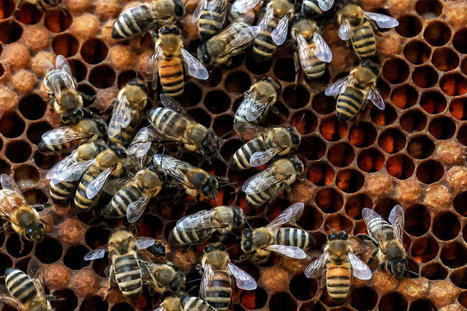 Bees, Bee Hives, and Beekeeping | Scoop.it