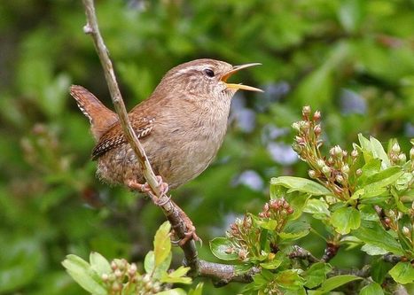 Oiseaux: mystère dans la forêt boréale | Les oiseaux au gré du vent | Scoop.it