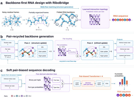 RiboBridge couples RNA backbone generation to sequence design through a learned interaction topology | brvai | RMH | Scoop.it