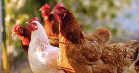 Sustainable Eggs: How dsm-firmenich Is Cutting Egg Emissions | Sustainability Magazine | Sustainability | Scoop.it