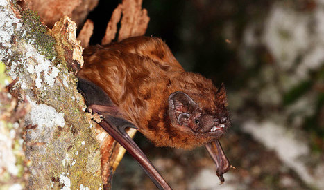 Espère rare : la Grande noctule observée sur l'île d'Hoëdic | Biodiversité | Scoop.it