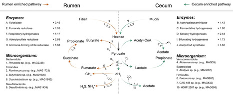 Reductive acetogenesis is a dominant process in the ruminant hindgut | Mbm | RMH | Scoop.it