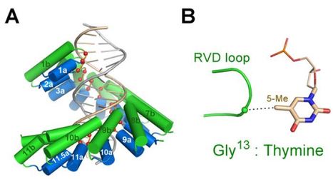 Recognition of methylated DNA by TAL effectors - Cell Research | TAL effector science | Scoop.it