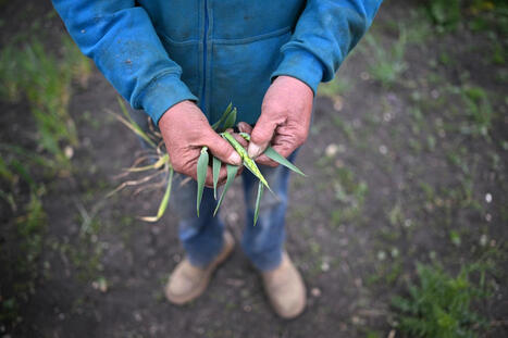 Le r&eacute;chauffement CLIMATIQUE entra&icirc;nera des pertes de production importantes dans les grandes nations AGRICOLES | CIHEAM Press Review | Scoop.it