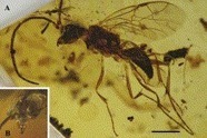 Nouvelles guêpes Maimetshides dans l’ambre crétacé du Myanmar (Insecta: Hymenoptera) | EntomoNews | Scoop.it
