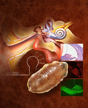 How mitochondrial DNA defects cause inherited deafness | Amazing Science | Scoop.it