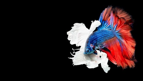 How Rudeness Stops People from Working Together | Retain Top Talent | Scoop.it