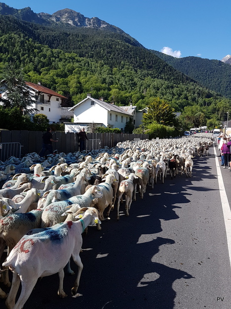 Allez les Bleues ! | Vallées d'Aure & Louron - Pyrénées | Scoop.it