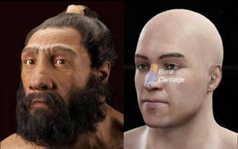 Nose shape gene inherited from Neanderthals | Amazing Science | Scoop.it