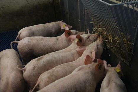 L’arrêt de la caudectomie en élevage de porcs s’accompagne toujours d’une part de caudophagie. | SCIENCES DE L' ANIMAL | Scoop.it