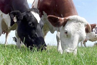 Les vaches et le r&eacute;chauffement climatique - ouest-france.fr | Agriculture en Pays de la Loire | Scoop.it