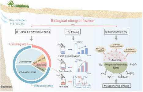 Nitrogen fixation and diazotroph diversity in groundwater systems | ISME | RMH | Scoop.it