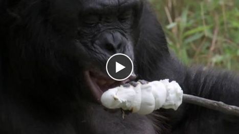 Un bonobo allume un feu de bois pour faire griller des guimauves | KILUCRU | Scoop.it