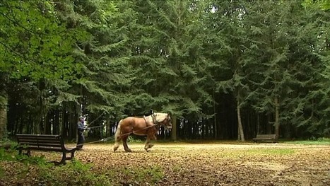 Le Haras d'Aurillac : un avenir entre recentrage et diversification - France 3 Auvergne | Cheval et Nature | Scoop.it