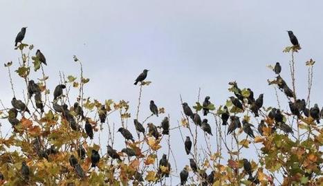 Biodiversit&eacute;: Les oiseaux et les papillons rattrap&eacute;s par le ... - 20minutes.fr | Plan&egrave;te, Nature et Biodiversit&eacute; | Scoop.it